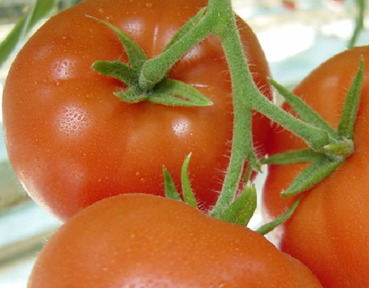 pomidory szklarniowe hurt Polska