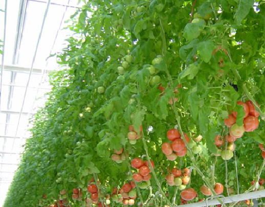 pomidory szklarniowe hurt Polska